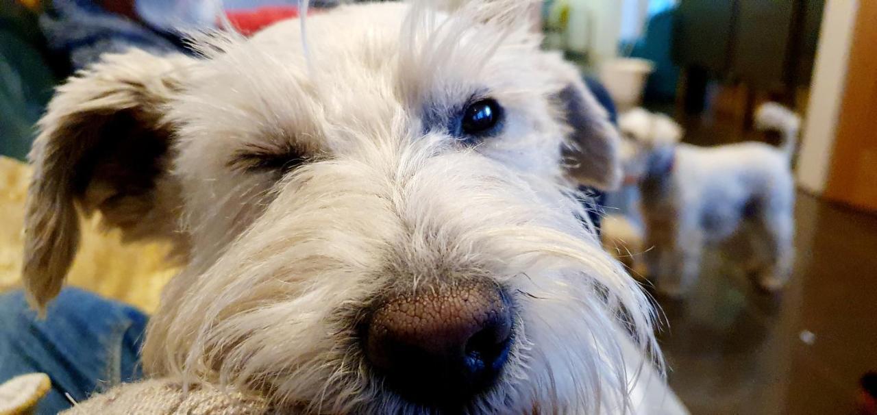 The Sleeping Dog Room At The Grumpy Schnauzer Bnb Huge Room, Luxe Suite, Private Hot Tub, Breakfast, Gym, Games Room, Farm Stay, Amazing แอร์ดรี ภายนอก รูปภาพ